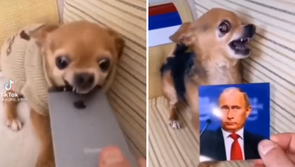 Колку е само влијателна една слика на Владимир Путин